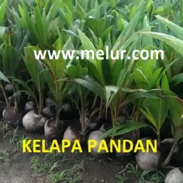 Beli anak kelapa Pada Harga Terendah  Lazada.com.my