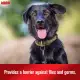 Sulfodene Dog Wound Care Ointment, Relieves Pain & Prevents Infection For Dog Cuts, Scrapes, Bites and Injuries, 56.7g. 