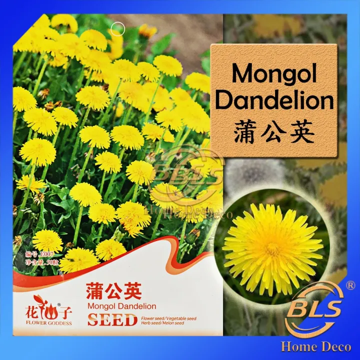 E007 Mongol Dandelion Flower Goddess Vegetable Flower Fruit Herb Seed Lazada