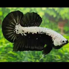 Blue Male Mahachai Wild Betta Fish Ikan Laga Show Grade Lazada