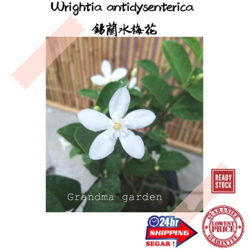 Beli Pokok Bunga Putih Pada Harga Terendah Lazada Com My