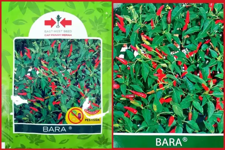 Termurah Cili Padi Bara High Quality Repack 100 Seeds East West Seed Lazada