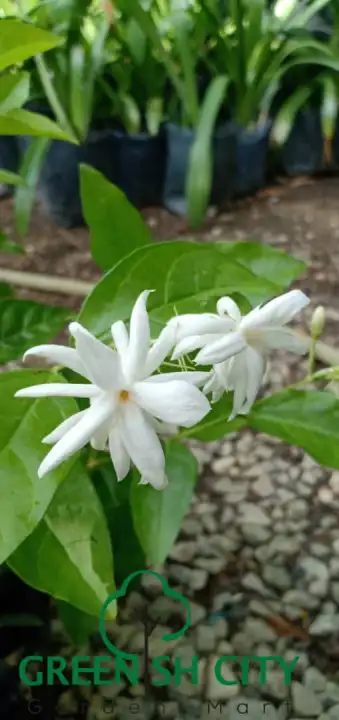 Gnc Jasminum Multiflorum Live Plant Pokok Bunga Jasmin Melur Bau Wangi Star Jasmine Lazada