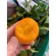 Cây thanh trà ngọt cao 70cm ra trái sau 6 tháng.. 