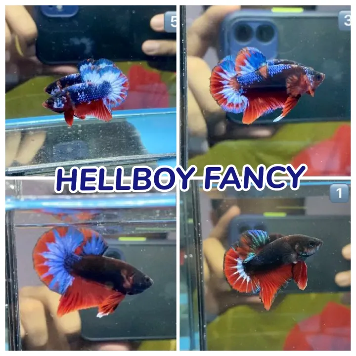 Ikan Laga Betta Fish Jenis Hellboy Fancy Lazada