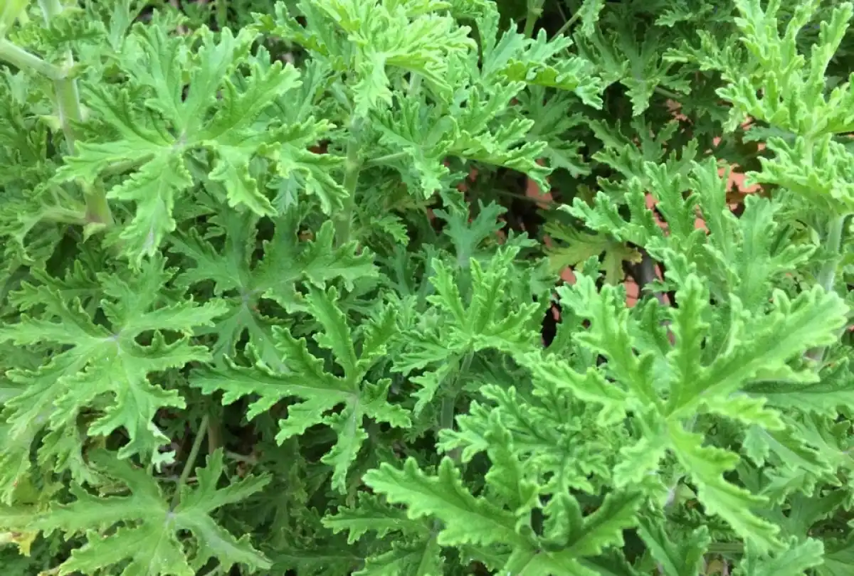 Pelargonium Radula Mosquito Repellant Plant Live Plant Lazada