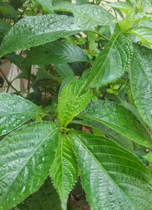 Pokok Pecah Kaca Anak Pokok Lazada