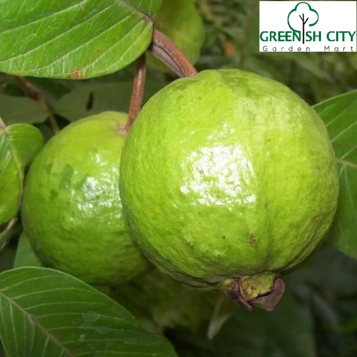 Gnc Red Guava Fruit Plant Pokok Anak Buah Jambu Batu Merah 红番石榴 Lazada