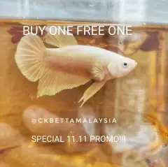 Pertandingan Ikan Laga Malaysia 2020 Malaysia Betta Competition 2020