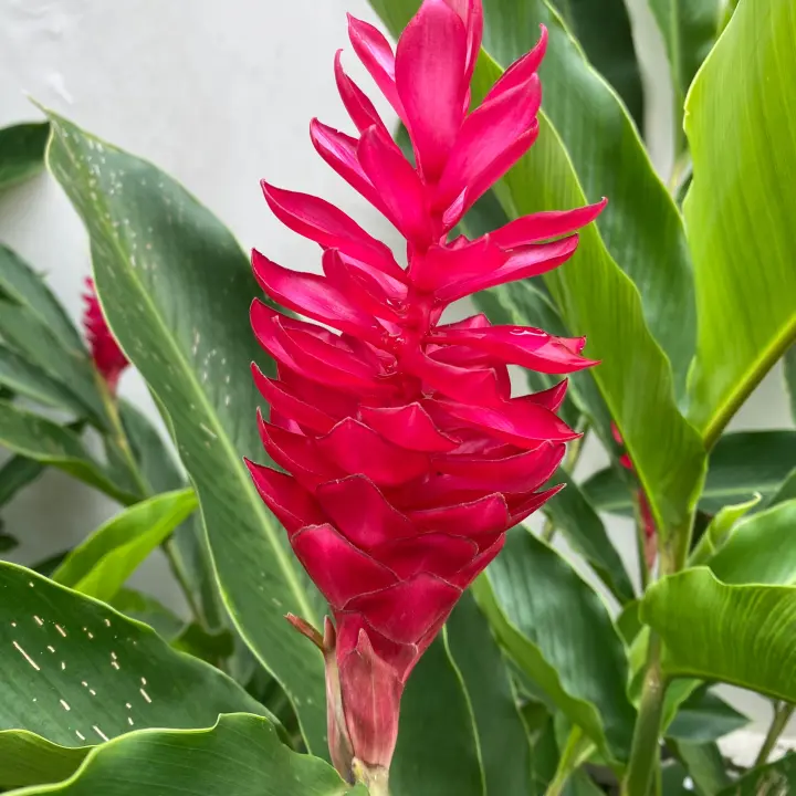 Red Ginger Baby Plant Sapling Height Around 0 5 1 Feet Lazada