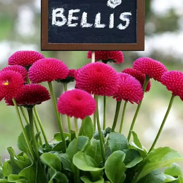 Benih Pokok Bunga English Daisy Bellis Lazada