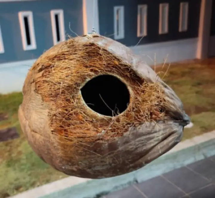 Budgie Breeder Malaysia Bagaimana Untuk Membiak Budgie