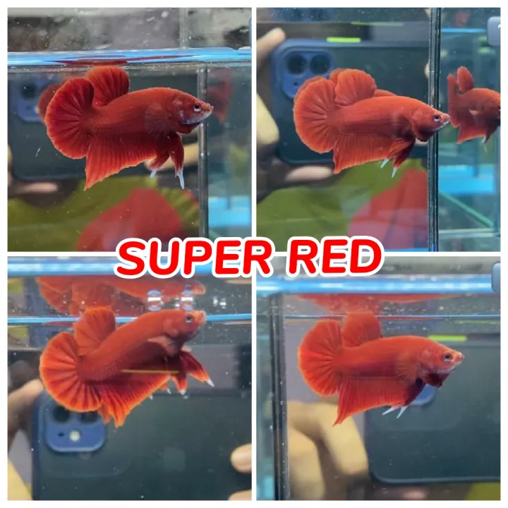 Ikan Laga Betta Fish Jenis Super Red Lazada