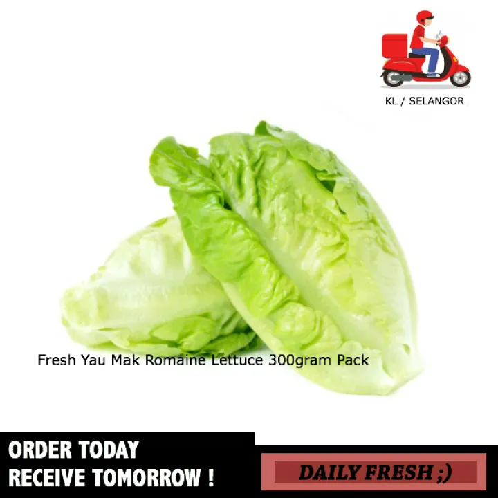 Fresh Yau Mak Baby Romaine Lettuce 300gram Pack Fresh Vegetables Lazada