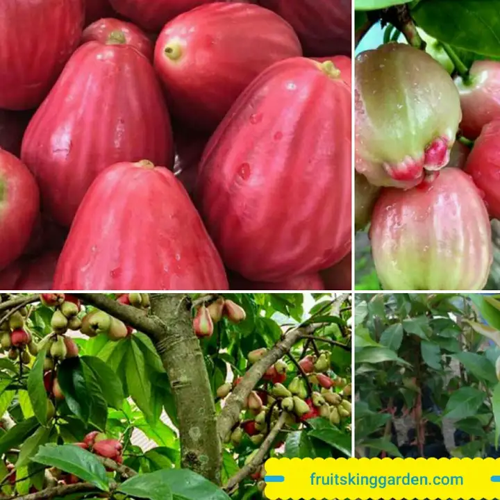 Anak Pokok Jambu Bol Jambu Merah Hybrid Buah Buahan Fruits Live Plant West Malaysia Only Lazada