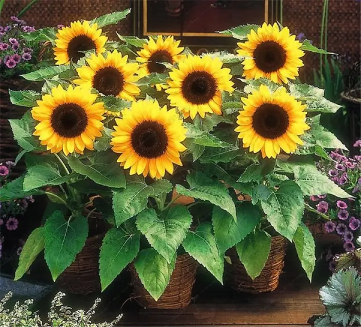 Local Ready Stock Mini Sunflower Seeds Dwarf Sunflower Seeds Sunflower Series Height Bonsai Flower Seeds Flower Seeds Vegetable Live Plants Air Plant Seed Bonsai Tree Live Plant Anak Pokok Bunga Murah