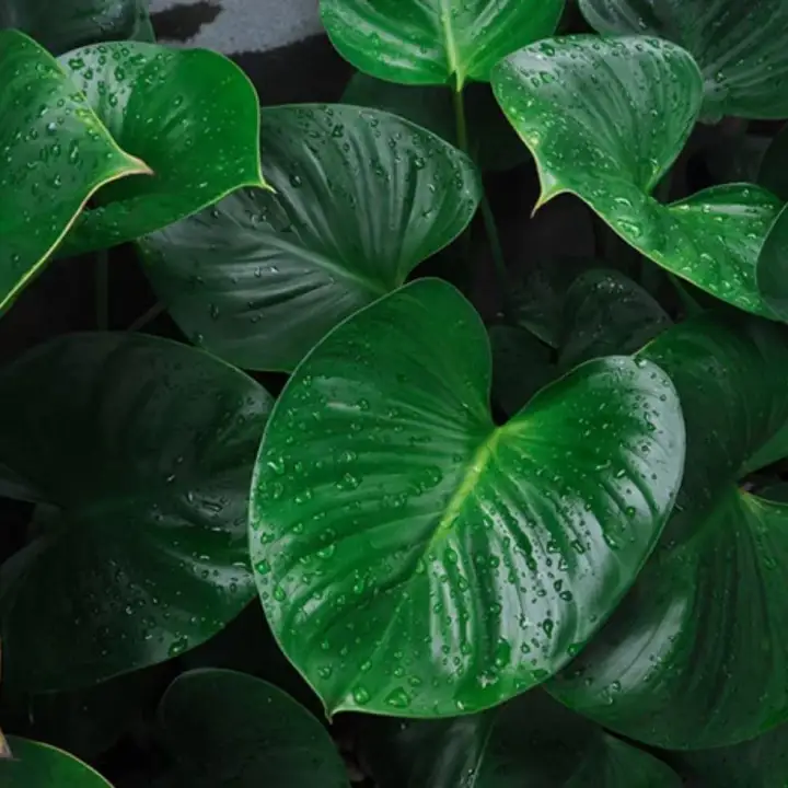 Pokok Keladi Air Lazada