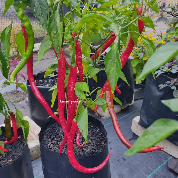 Biji Benih Cili Merah Panjang Super Long Red Chilli Seeds Rare Chili Seed 10pcs Lazada