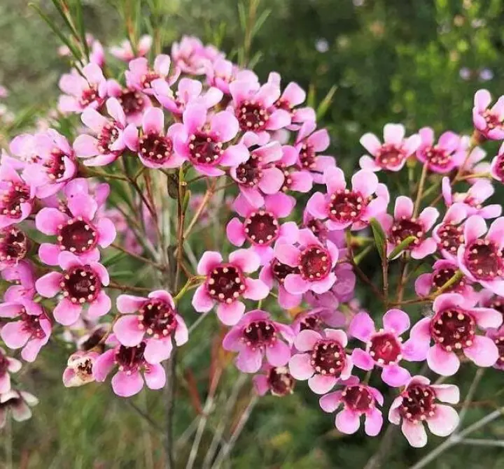 Imported Holland Fresh Flower Wax Flowers With Special Fragrance Pink Purple 1bundle Pre Order Before 7 Days Lazada