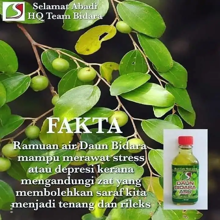 Daun Bidara Asli Lazada