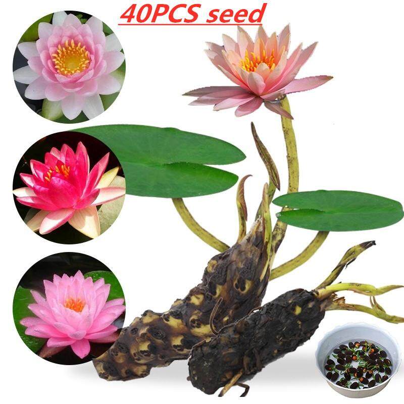 40 Pcs Lotus Flower Lotus Seeds Aquatic Plants Beautiful Lotus Water Lily Seeds