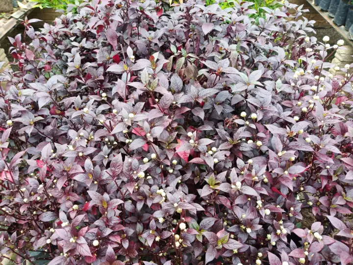 Deretan Pokok Bunga Daun Dan Bunga Yg Berwarna Merah Poko Flickr