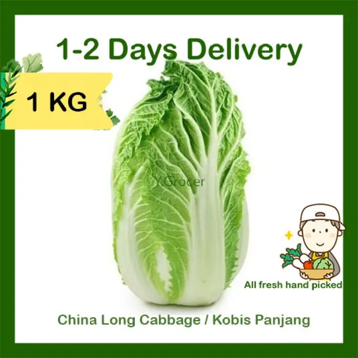China Long Cabbage Kobis Panjang 1kg Lazada