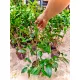 Cây thanh trà ngọt cao 70cm ra trái sau 6 tháng.. 