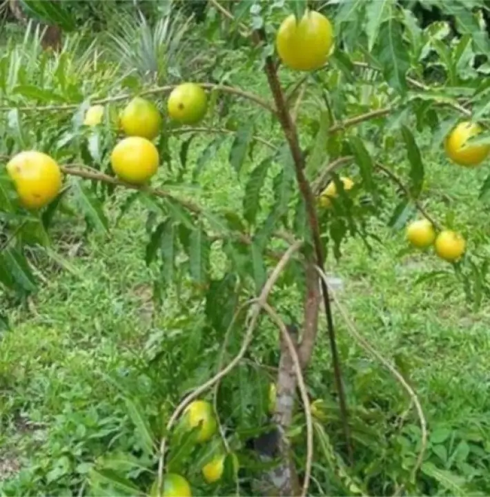 Health Benefits Of Abiu Fruit