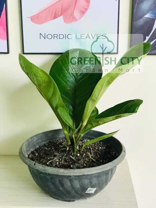 Gnc Anthurium Jungle Bush Live Plant Pokok Hiasan Lazada