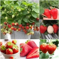 50 Pcs Apple Tree Seeds Benih Epal Sweet Juicy Fruit Planted Indoor Gardening Gift Bonsai Benih Pokok Benih Pokok Buah Easy Grow Can Be Grown In Malaysia Balcony Decoration Lazada