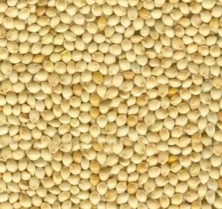 White Millet Bird Seeds Food 1kg Lazada