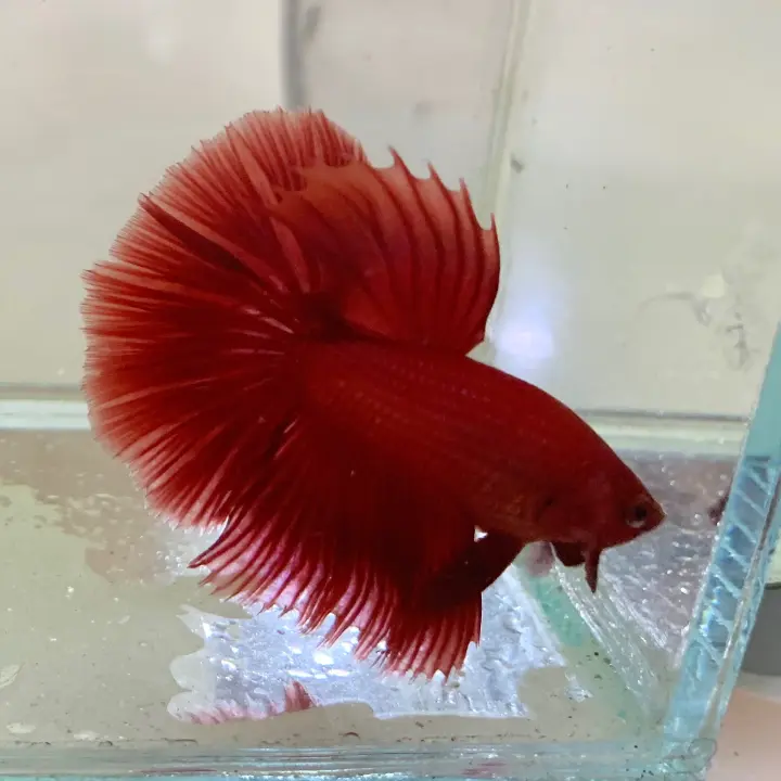 Ikan Laga Betta Super Red Halfmoon Male Lazada