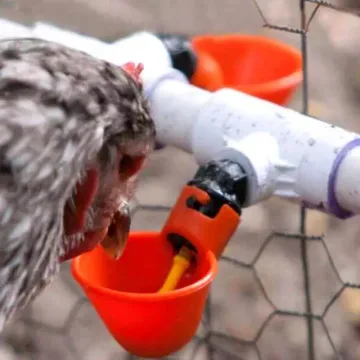 Beli bekas ayam minum Pada Harga Terendah  Lazada.com.my