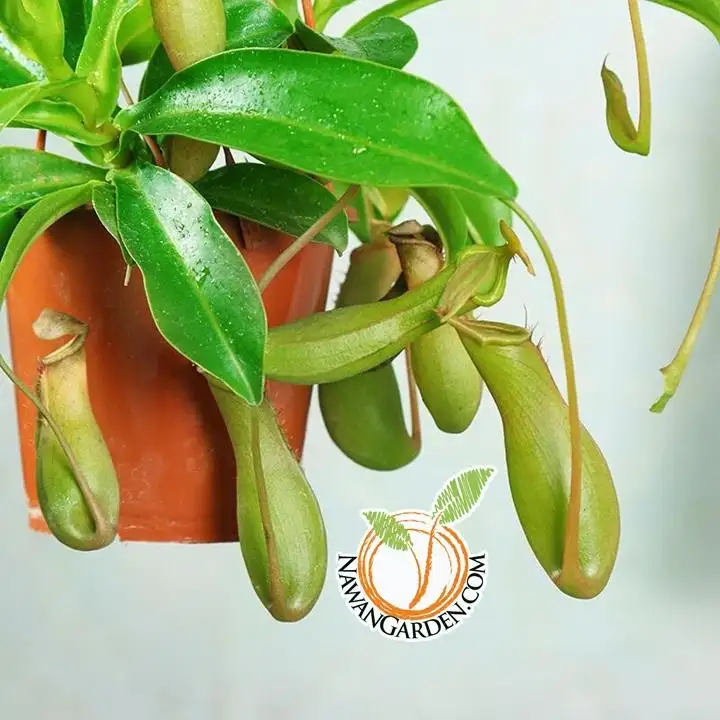 Special Asian Pitcher Plant 猪笼草 Live Exotic Plant With 150mm Hagging Pot Pokok Periuk Kera Indoorplant Balconygarden Lazada