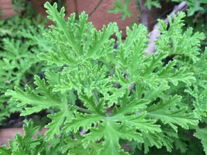 Pelargonium Radula Mosquito Repellant Plant Live Plant Lazada