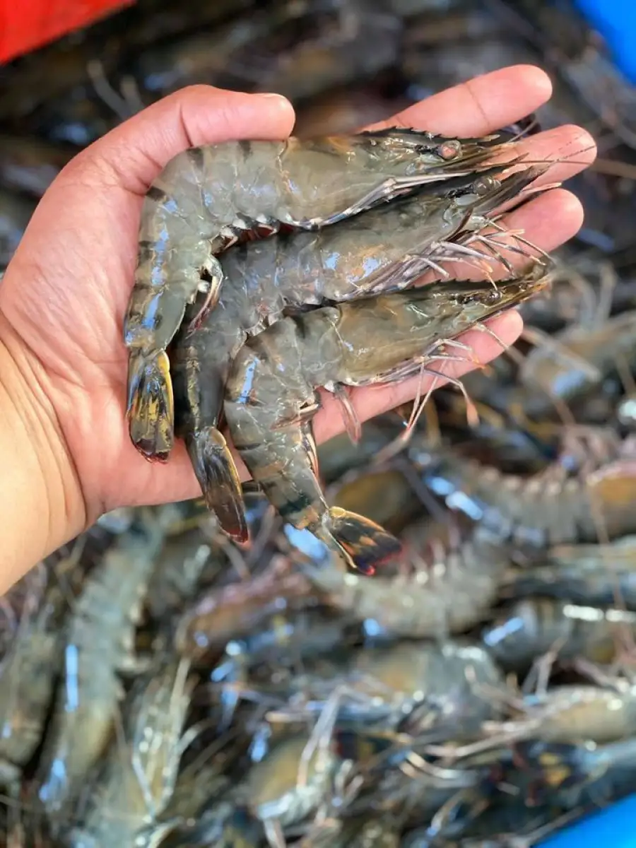 Tiger Prawn Udang Harimau 500g M Size Lazada