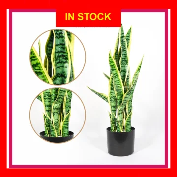 Beli Pokok Lidah Buaya Hiasan Pada Harga Terendah Lazada Com My