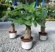 Anak Pokok Hidup Pachira – Pokok Duit / Pokok Rezeki Satu Batang (One Stem Money Tree) 独干发财树. 