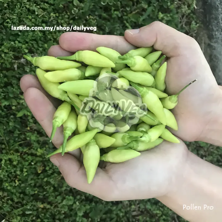 Chili Seed Spicy White 25 Seeds 甘榜白辣椒种子 Biji Benih Cili Padi Kampung Putih Cakra Putih Lazada