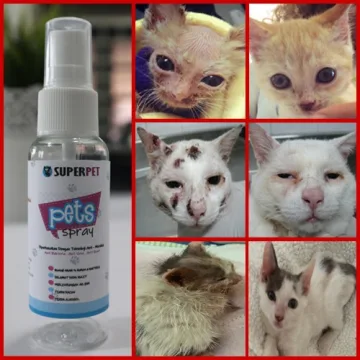 Beli spray luka kucing Pada Harga Terendah  Lazada.com.my