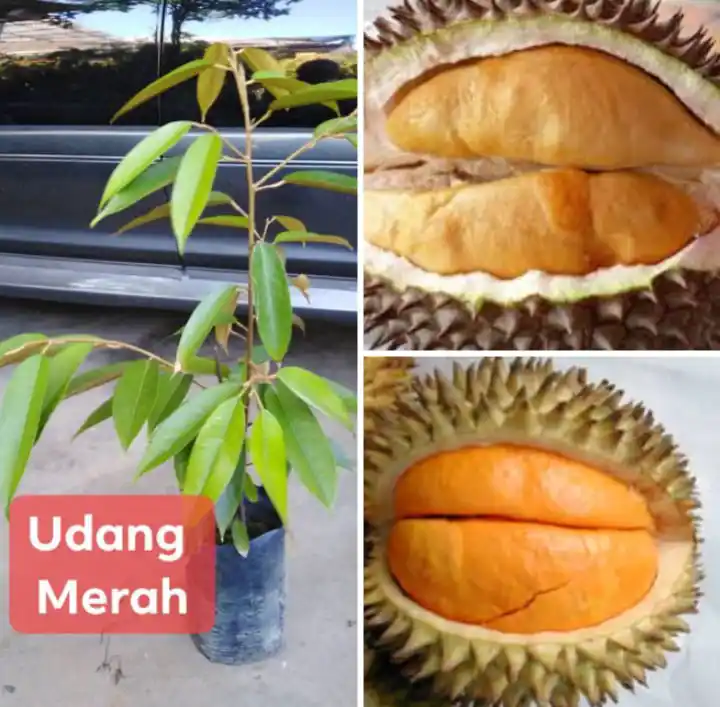Pokok Durian Udang Merah hybrid