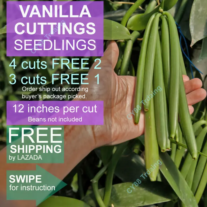 Benih Vanilla Cut Seedlings Vanila Fresh Cuttings 12 Inches Standard Delivery Cutting Anak Pokok Benih Vanila 香荚兰 香草兰 Lazada