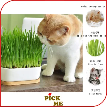 Beli rumput makanan kucing Pada Harga Terendah  Lazada.com.my