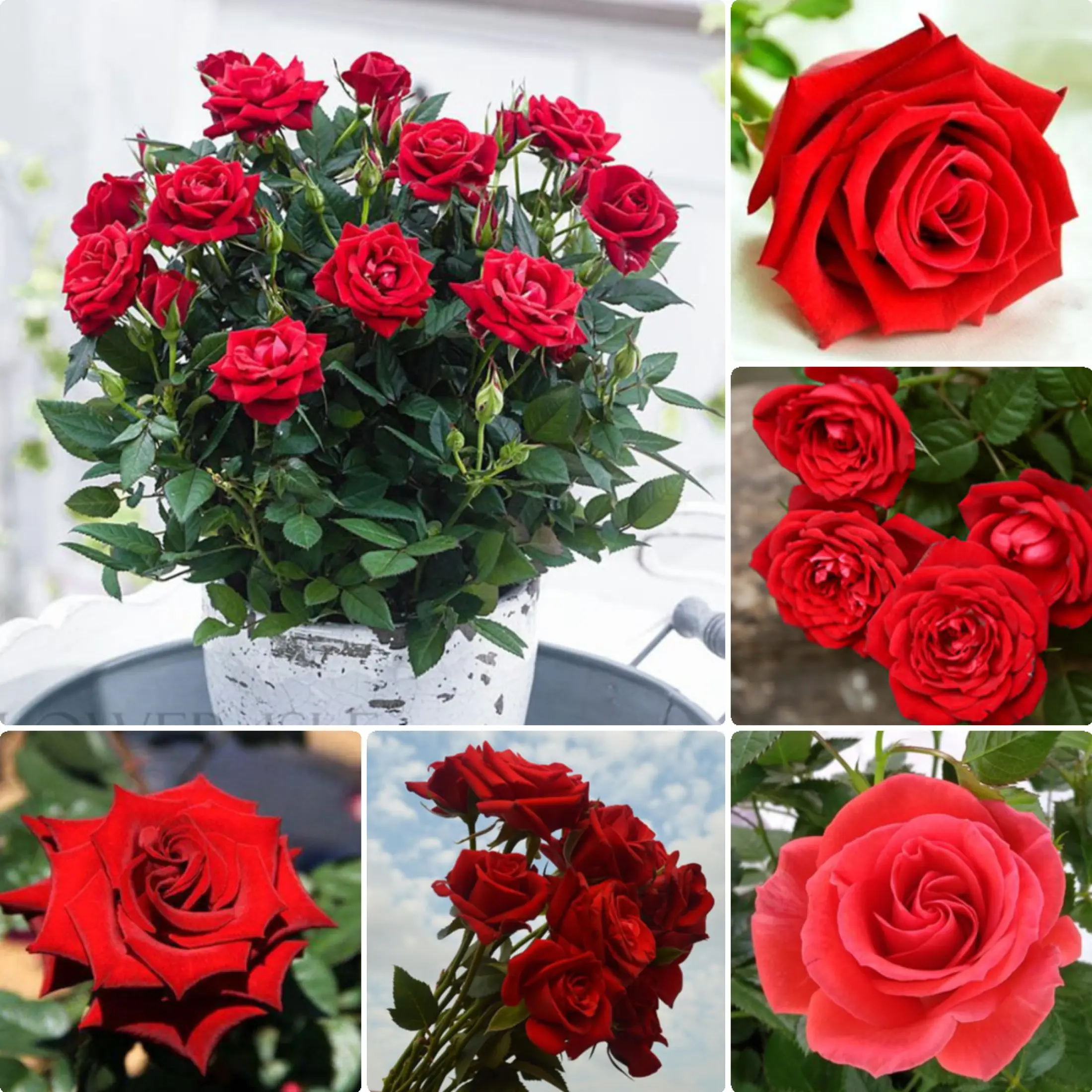 Malaysia Ready Stock Good Quality Red Rose Seeds 200pcs Bag Beautiful Romantic Flower Seeds Bunga Rose Hidup Benih Pokok Bunga Bonsai Flower Seeds Garden Decoration Landscape Plants For Sale Easy To Grow In