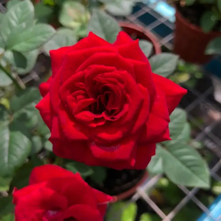 Red Mini Rose Plant Pokok Bunga Mini Ros Merah Lazada