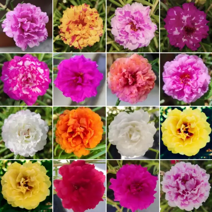 Ros Jepun Carnation Pelbagai Warna 50 Keratan Mix Lazada