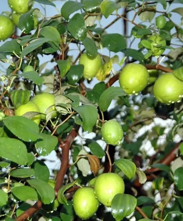 Anak Pokok Bidara Epal Lazada