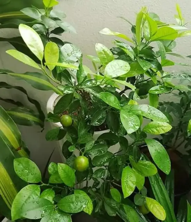 Anak Pokok Limau Kasturi Siam 100 Hybrid Lazada