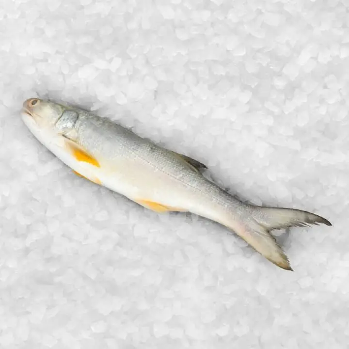 Ikan Senangin Fourfinger Threadfin 1kg Pkt Lazada